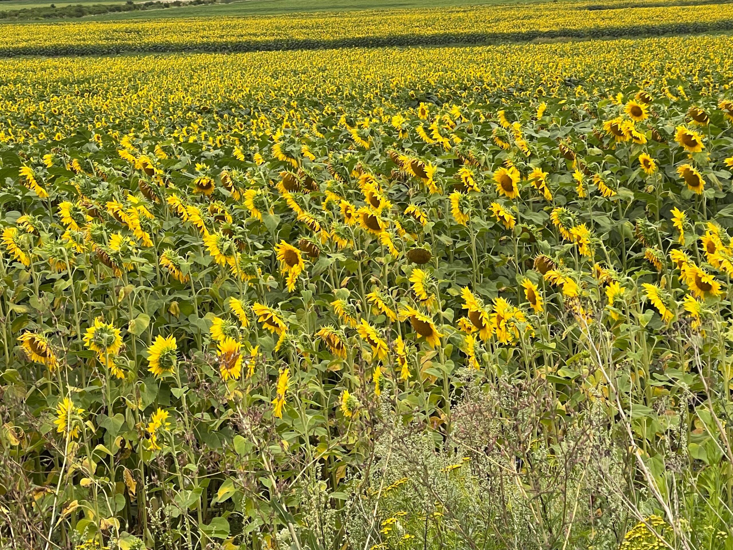 Andy’s 6th run – August 2023